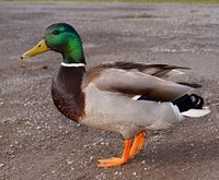 Duck. Original public domain image from Wikimedia Commons