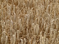 Wheat spike cereals. Original public domain image from Wikimedia Commons