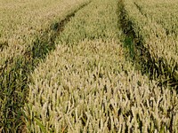 Wheat field. Original public domain image from Wikimedia Commons