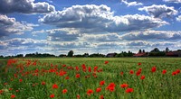 Landscape. Original public domain image from <a href="https://commons.wikimedia.org/wiki/File:Field-of-poppies-50588.jpg" target="_blank">Wikimedia Commons</a>