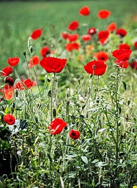 Red poppy. Original public domain image from Wikimedia Commons