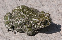 European Green Toad. Original public domain image from Wikimedia Commons