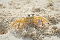 Crab. Original public domain image from Wikimedia Commons