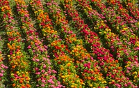 Zinnia elegans, plantation, Alhambra, Granada, Spain. Original public domain image from Wikimedia Commons