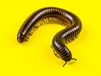 Juliform millipede. Original public domain image from Wikimedia Commons