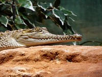 Freshwater crocodile in a museum in Karlsruhe, Germany. Original public domain image from <a href="https://commons.wikimedia.org/wiki/File:Crocodylus-johnsoni-3.jpg" target="_blank" rel="noopener noreferrer nofollow">Wikimedia Commons</a>