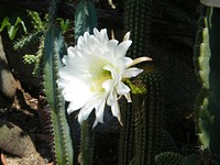 Cactus. Original public domain image from Wikimedia Commons