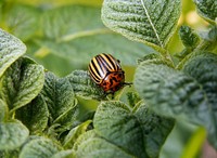 Colorado potato beetle. Original public domain image from Wikimedia Commons