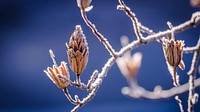 Winter bud branch. Original public domain image from Wikimedia Commons