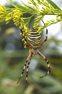 Wasp spider (Argiope bruennichi), Saitama, Japan. Original public domain image from Wikimedia Commons