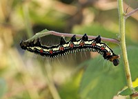 Ramie caterpillar. Original public domain image from Wikimedia Commons