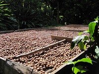 Macadamia nuts harvest. Original public domain image from Wikimedia Commons