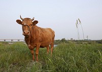 Korean cattle. Original public domain image from Wikimedia Commons