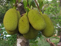 Jackfruit. Original public domain image from Wikimedia Commons