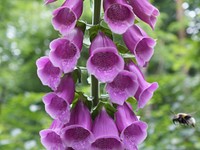 A foxglove flower and a bee. Original public domain image from Wikimedia Commons