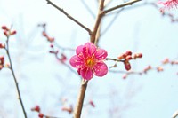 Red plum blossom. Original public domain image from Wikimedia Commons