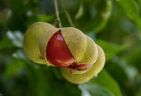 Red fruit berries. Original public domain image from Wikimedia Commons