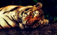 A close up shot of tiger resting on the ground. Original public domain image from Wikimedia Commons