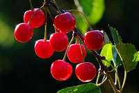Red cherries. Original public domain image from Wikimedia Commons
