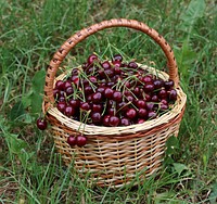 Sweet cherries in a basket. Ukraine, Vinnytsia Oblast. Original public domain image from Wikimedia Commons