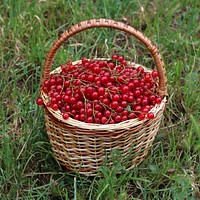 Redcurrant berries in a basket. Original public domain image from <a href="https://commons.wikimedia.org/wiki/File:Redcurrant_in_basket_2018_G1.jpg" target="_blank">Wikimedia Commons</a>