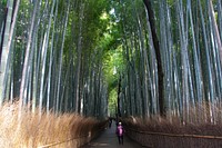 Bamboo forest. Original public domain image from Wikimedia Commons