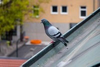 Pigeon in Ljubljana. Original public domain image from Wikimedia Commons