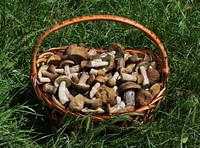 Fungi in basket. Trophies of a mushroom hunt. Ukraine. Original public domain image from <a href="https://commons.wikimedia.org/wiki/File:Edible_fungi_in_basket_2018_G1.jpg" target="_blank">Wikimedia Commons</a>