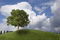The Tree Loves The Clouds. Original public domain image from Wikimedia Commons