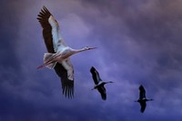 Crane bird are flying over the blue sky. Original public domain image from Wikimedia Commons