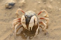 A small crab found at sandy shore in hong kong. Original public domain image from <a href="https://commons.wikimedia.org/wiki/File:Crab_(221288133).jpeg" target="_blank">Wikimedia Commons</a>