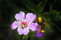 Bee on flower. Original public domain image from Wikimedia Commons