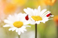 Leucanthemum Vulgare. Original public domain image from Wikimedia Commons