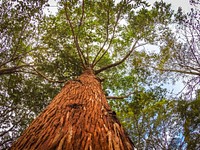 Low-angle shot of a tree. Original public domain image from Wikimedia Commons