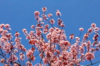 Pink flowers in a tree. Original public domain image from Wikimedia Commons