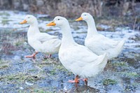 Domesticated ducks. Original public domain image from Wikimedia Commons