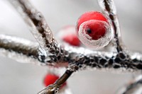 Frosty branch in winter. Original public domain image from Wikimedia Commons