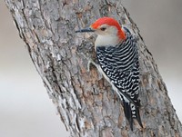 Red Bellied Woodpecker. Original public domain image from Wikimedia Commons