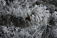 Pine tree in winter. Original public domain image from Wikimedia Commons