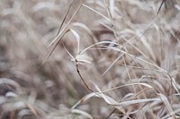 Meadow plants. Original public domain image from Wikimedia Commons