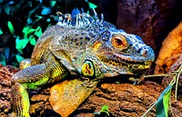 Colorful iguana in Romania. Original public domain image from Wikimedia Commons