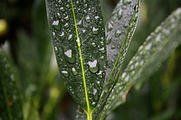 Raindrops on a leaf. Original public domain image from Wikimedia Commons