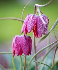 Flower in Lupburg, Bavaria. Original public domain image from Wikimedia Commons