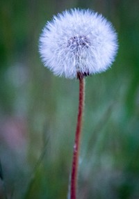 Pretty dandelion. Original public domain image from Wikimedia Commons