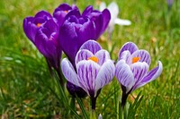 Crocuses growing in our garden. Original public domain image from Wikimedia Commons