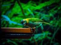 Cute birdie in Vienna Zoo. Original public domain image from Wikimedia Commons