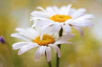 White daisy during spring. Original public domain image from Wikimedia Commons