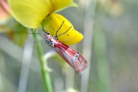 Red Butterfly. Original public domain image from Wikimedia Commons