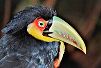 Ramphastos dicolorus heads. Original public domain image from Wikimedia Commons