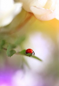 Ladybug on white rose. Original public domain image from Wikimedia Commons